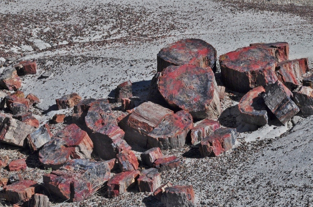 petrified forest natl park